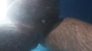 fucking in the pool on 7-14-23 at night with a BJ