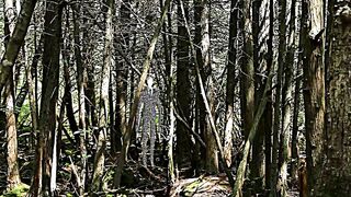 Free Stock Footage Forest Slenderman