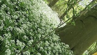 Pissing in beautiful wild garlic spot