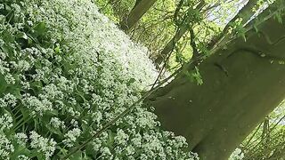 Pissing in beautiful wild garlic spot