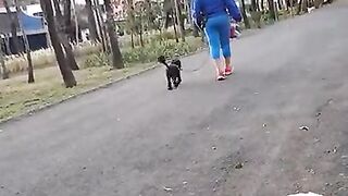 paseando su pedorro