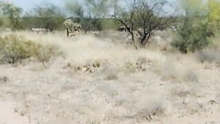 Stopping to piss by the side of the road. Mature Latina with darker pussy & ass than the rest of her body