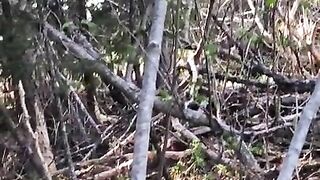 gets pounded in forest