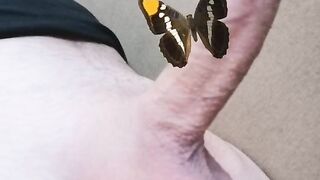 Butterfly Penis